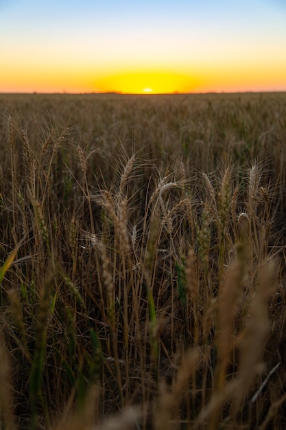 Open wheat field with tall grass during sunset