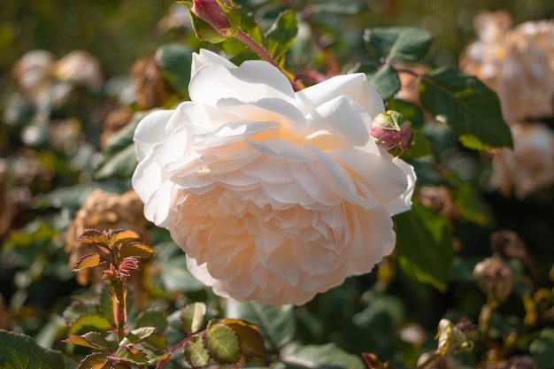 写真 繊細なクリームティーの色のクローズアップの白い庭のバラのつぼみを開く