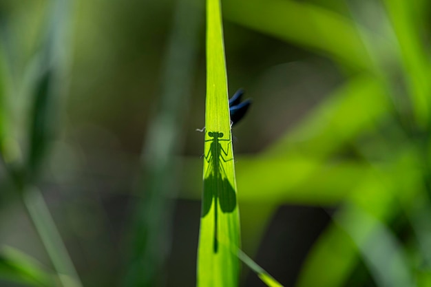 Open wings blue dragonfly macro