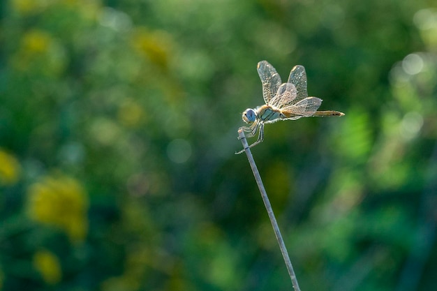 Open wings blue dragonfly macro