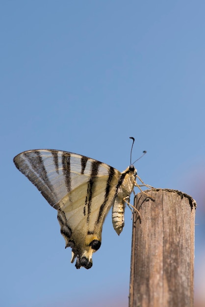 An open wings butterfly close up portrait on the blue sky background