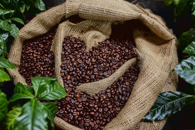 Open zak met koffiebonen plakjes groene bladeren mooie lichte kracht van koffiebonen tussen koffiestruiken