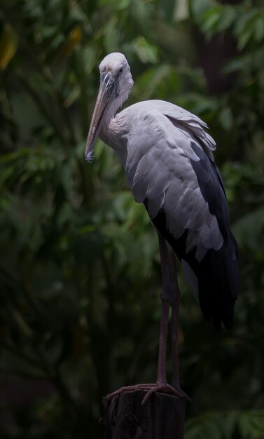 Photo openbill stork stood on a dry stump