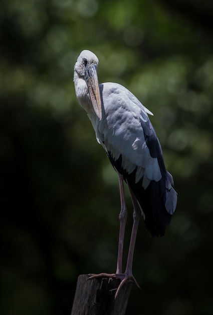 Openbill stork stood on a dry stump