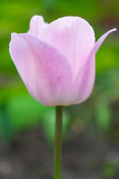 開いたつぼみが優しくピンク色のチューリップ春の日の畑に咲くチューリップの花