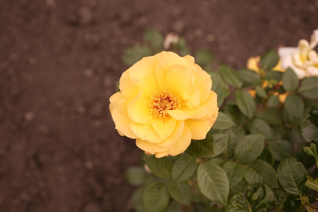 晴れた日に開いた黄色いバラの花 クローズアップ グラウンドカバーまたはハイブリッド茶のバラ