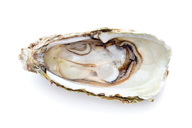 Opened fresh oyster