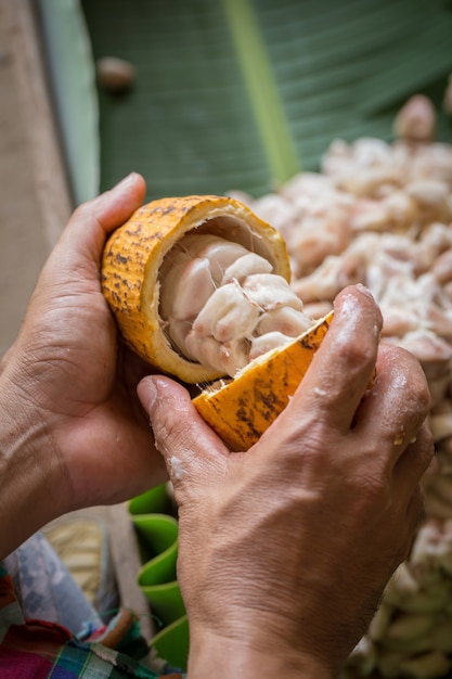 opened raw fresh cocoa pod in hands with beans inside.