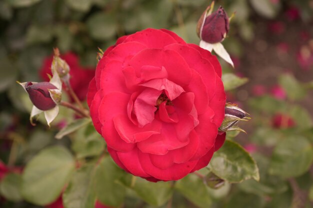 Photo opened red rose flower closeup ground cover or hybrid tea red rose blurred leafy background