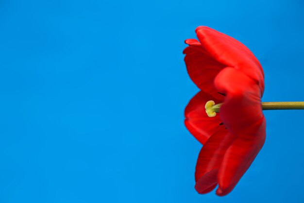Opened red tulip on a blue background closeup