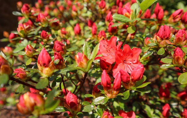 Opening of beautiful red azalea flower in spring garden gardening concept floral background