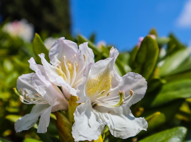 Opening of beautiful white flower of Rhododendron 39Cunningham39s White39 in the spring garden