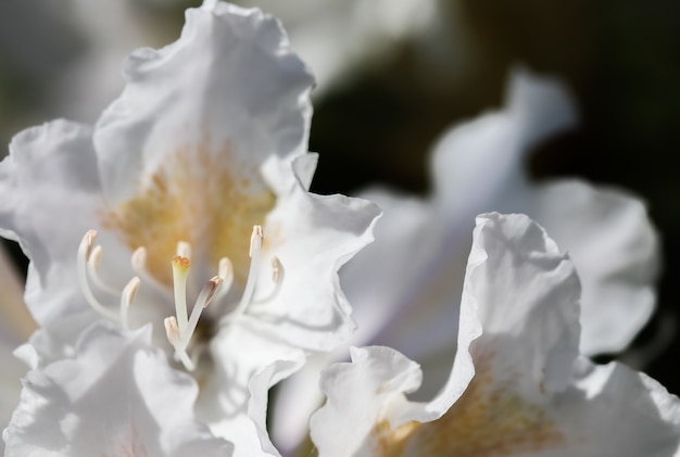 Apertura del bellissimo fiore bianco di rododendro cunninghams bianco nel giardino primaverile