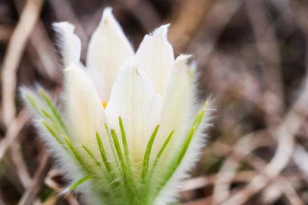 Opening of beautiful white silky flowers pulsatilla alpina in the spring garden