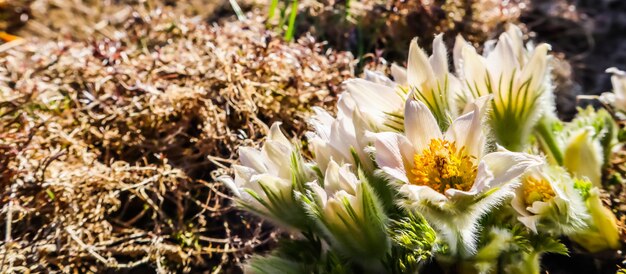 Opening of beautiful white silky flowers pulsatilla alpina in the spring garden