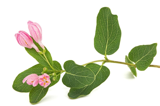 白い背景に分離されたタタール スイカズラの芽を開く