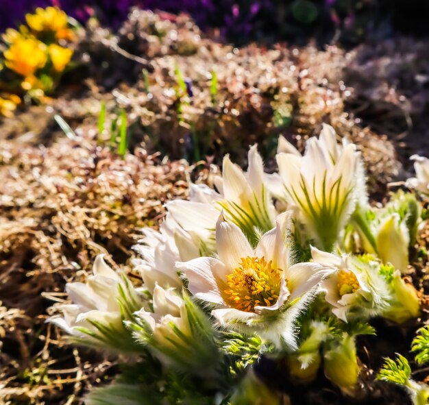 Opening van prachtige witte zijdeachtige bloemen pulsatilla alpina in de lentetuin