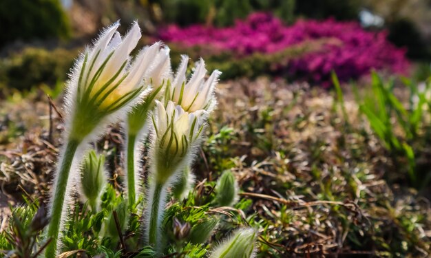 Opening van prachtige witte zijdeachtige bloemen pulsatilla alpina in de lentetuin