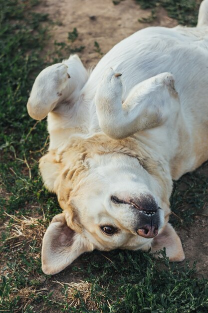 Openluchtportret van een mooie zitting van Fawn Labrador in de tuin. Huisdieren op straat. Vriend van de mens. Gids.