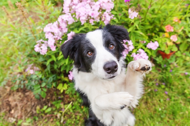 Openluchtportret van het leuke het glimlachen zitting van puppygrens collie op grasbloem