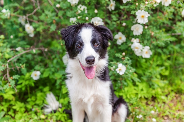 Openluchtportret van het leuke het glimlachen zitting van puppygrens collie op park of tuinbloem. Nieuw lief familielid hondje op een wandeling. Dierenverzorging en grappige dieren leven concept.