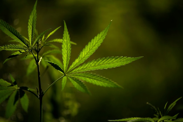 openwork hemp branches in the sun.in the backlight, an attractive, popular plant.