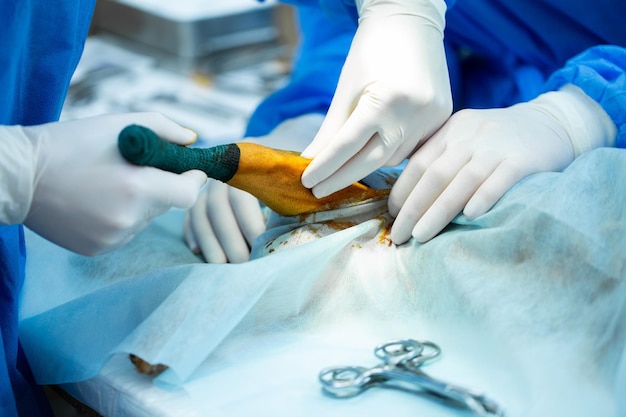 Operation paws dog in a veterinary clinic