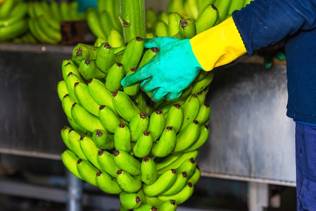 Operator cutting bunches of bananas at a packaging plant.