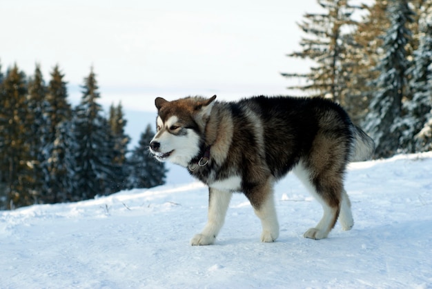 Opgegroeide Siberische husky pup in het winterlandschap