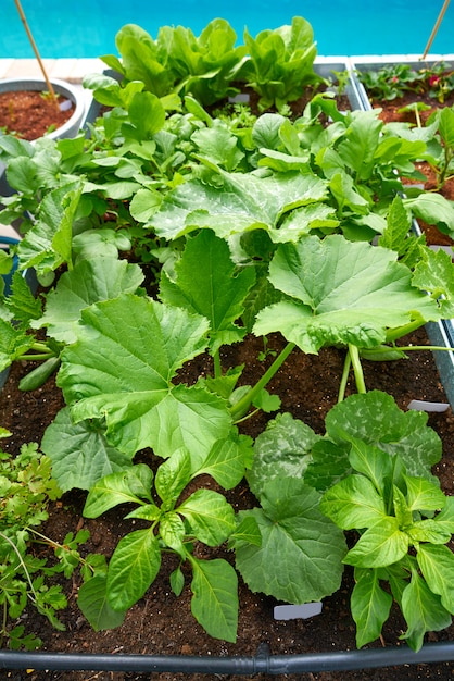 Opgeheven bed boomgaard stedelijke tuin