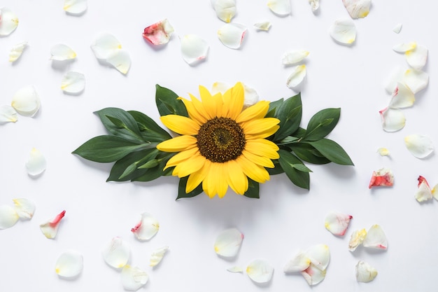 Foto opgeheven mening van zonnebloem die met witte bloemblaadjes wordt omringd