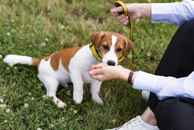 Opgeleide schattige Jack Russell Terrier-hond in de natuur in het park eet uit de hand van zijn eigenaar