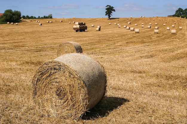 Opgerolde balen op het veld tegen de hemel tijdens een zonnige dag