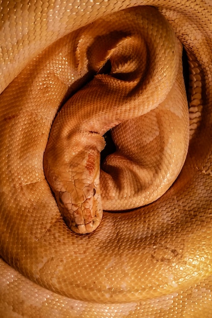 opgerolde gele python bovenaanzicht