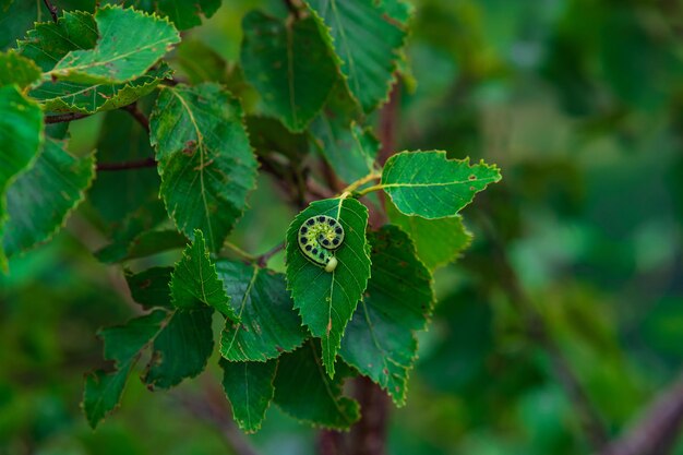 Opgerolde groene rups op een plantenblad