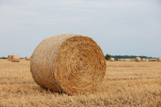 Opgerolde hooiberg in het veld