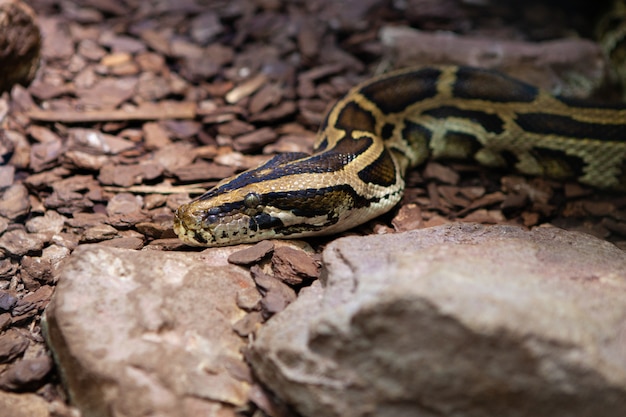 Opgerolde roodstaartboa, boaconstrictor