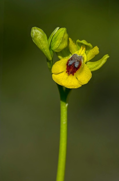 Ophry lutea orquidea monopodial en terrestre de la subtribu orchidinae familia orchidaceae