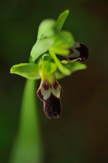 Ophrys Fusca is een soort monopodiale en terrestrische orchideeën