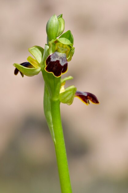 Ophrys fusca is een soort orchideeën van de familie orchidaceae