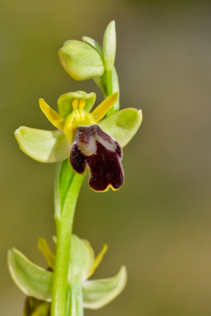 Ophrys fusca is een soort orchideeën van de familie orchidaceae