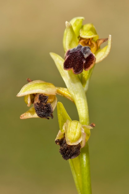 Ophrys fusca는 난초과 가족의 난초 종입니다