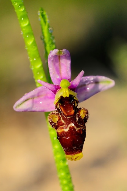 Ophrys scolopax is een soort van orchideeën in de orchideeënfamilie