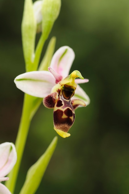Ophrys scolopax - это разновидность орхидей из семейства орхидных.