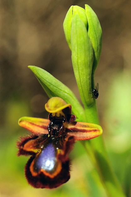 Ophrys speculum은 난초과 가족의 난초 종입니다