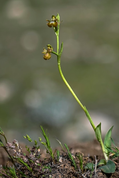 Ophrys speculum ondersoort lutescens is een soort van zogenaamde bijenorchideeën