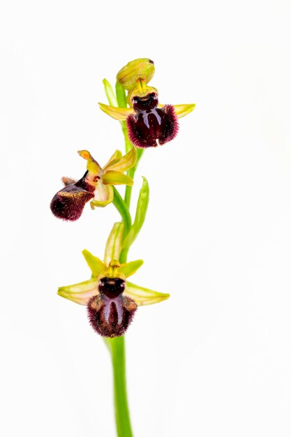 Ophrys sphegodes is een soort van het geslacht Ophrys Het zijn orchideeën van de zogenaamde eerste spinorchideeën