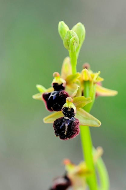 Ophrys sphegodes - это вид из рода ophrys.