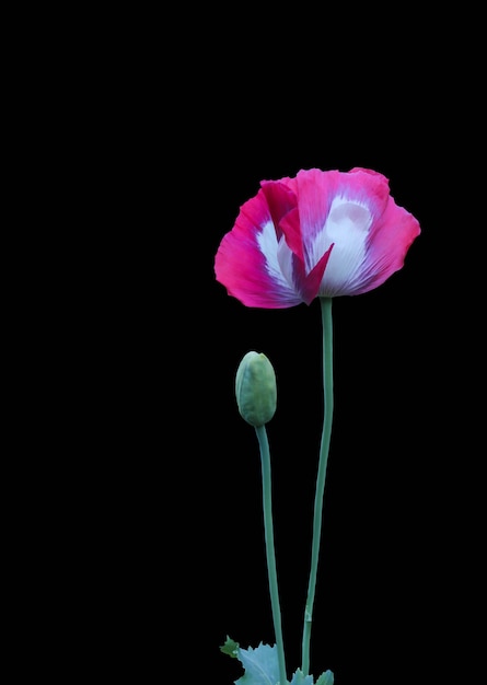 Opium bloemen op een zwarte achtergrond.