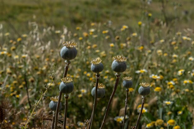 Opium papaverkoppen in de buurt